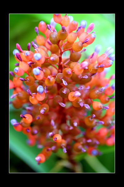 Bromide Burst