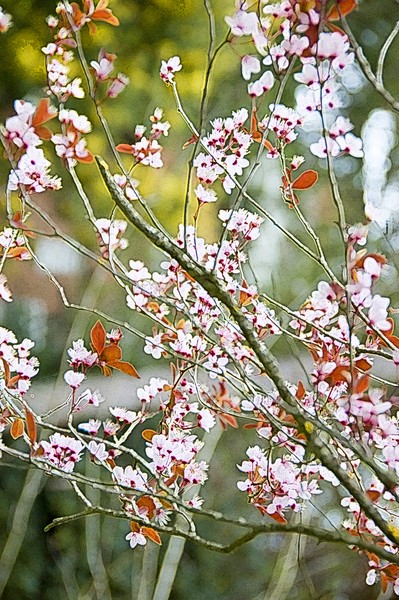 spring time