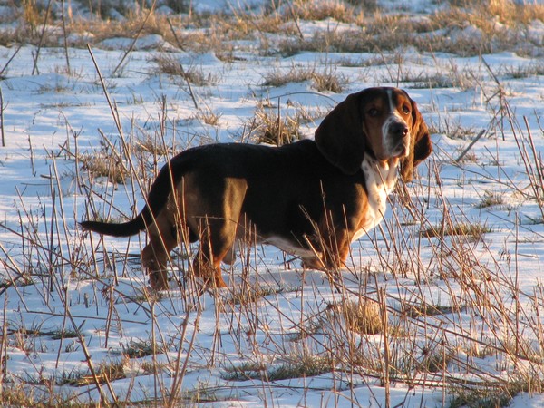 Toby
