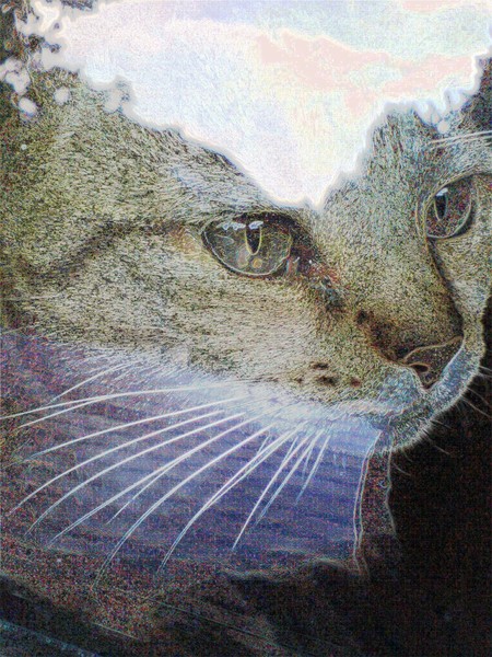 My Cat Nele