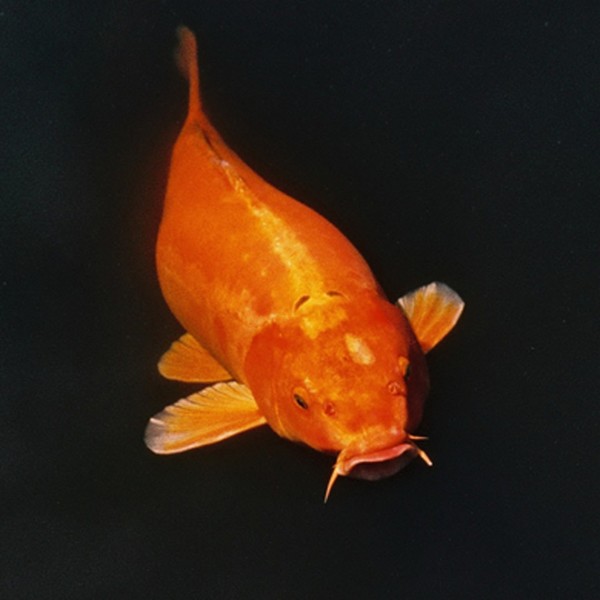 Goldfish