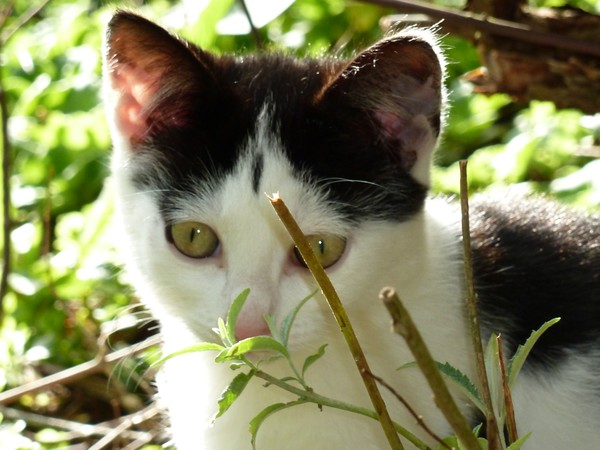Sweet Kitten