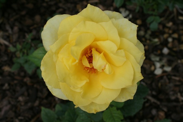 pretty flower