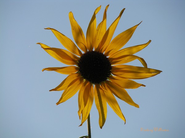 Sunny Sun Flower