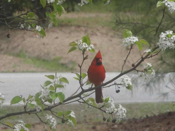 A Beautiful Cardinal