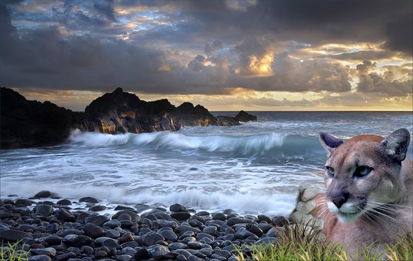 1199-Coastal California Cougar Sunset