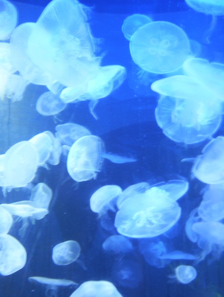 jelly fish tank