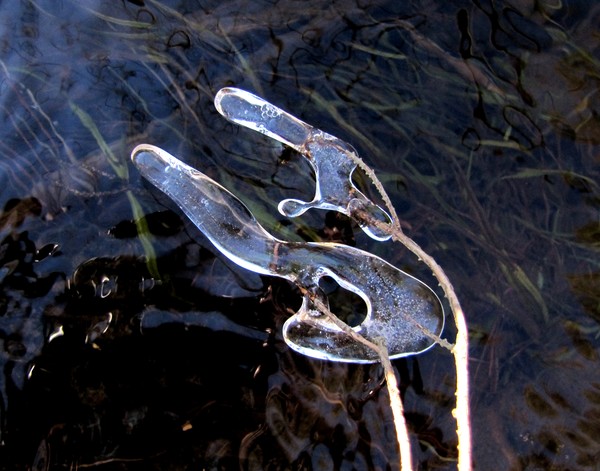 Ice Acrobats!