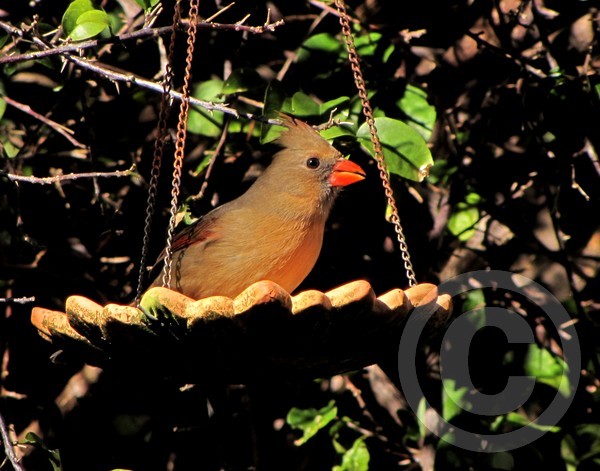 Female Cardinal