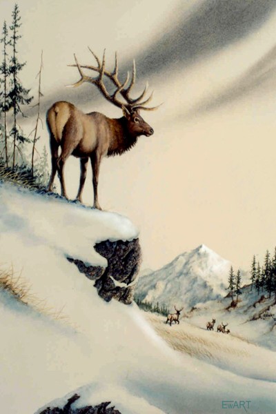 Elk Standing Tall