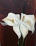 Cala Lilies