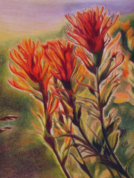 Indian paint brush flower