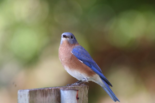 Blue Bird 3