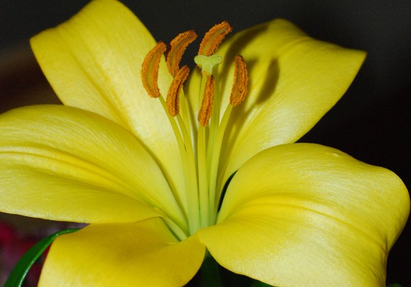 Yellow Fever