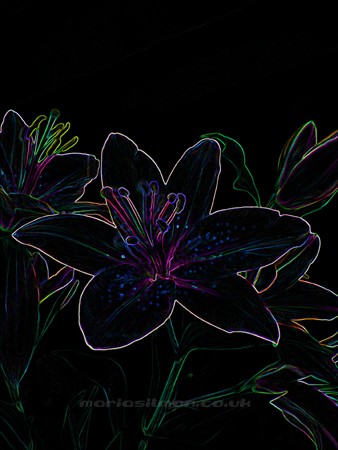 DARK LILY