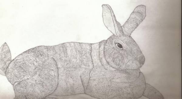 Rabbit