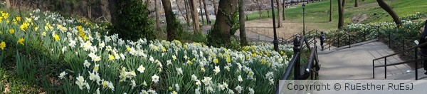 Flowers Down my Path