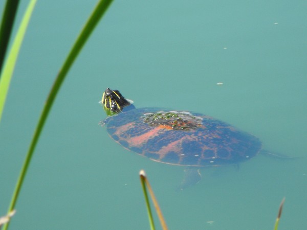 Turtle