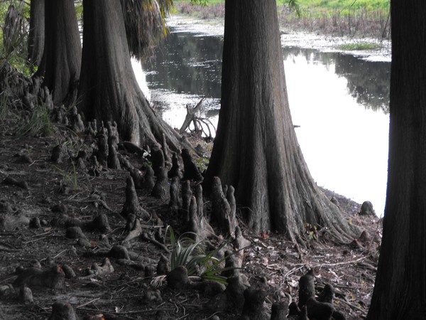 Cypress knees