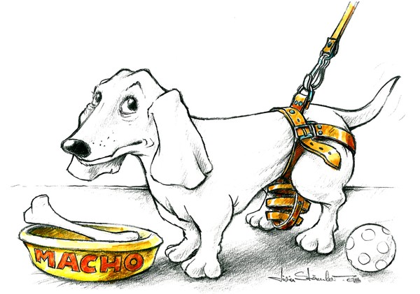 bad dog