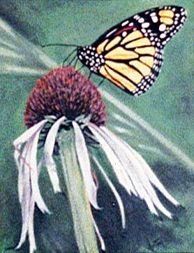 Monarch