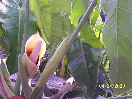 Luminescent Lily