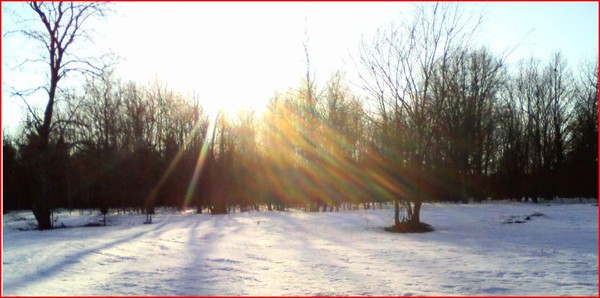 Sunset Thru the Trees