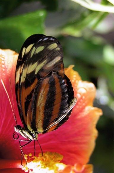 Cool Butterfly Closeup