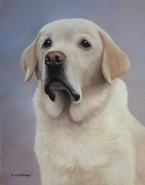 Yellow Labrador Portrait