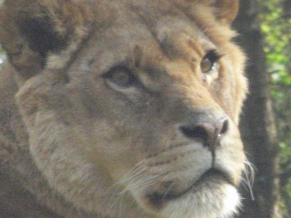 the Queen lioness