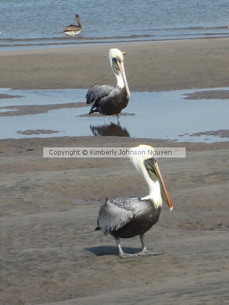 Pelicans