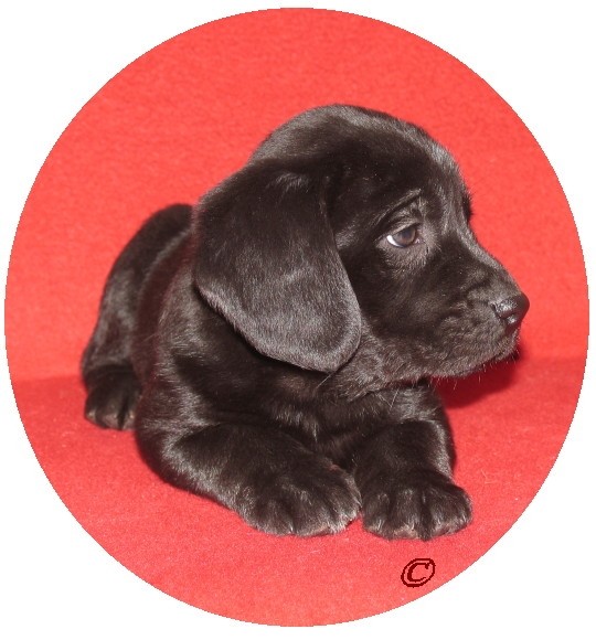 Montange-Therrien Labrador