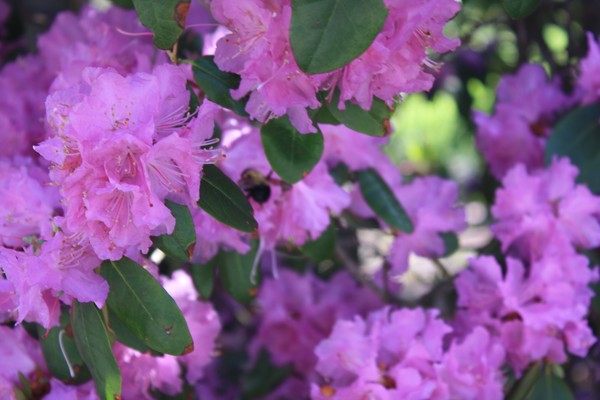 Flowers in the sun 2