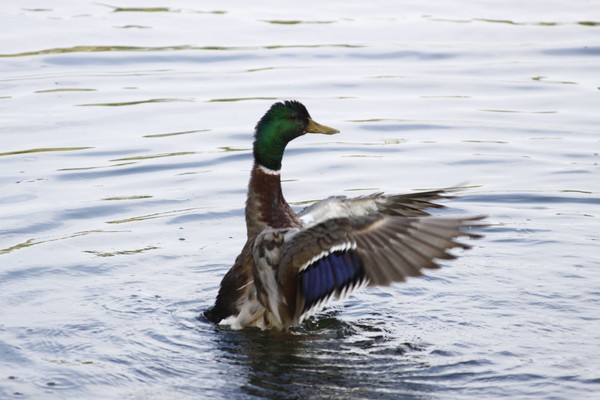 duck at the park 2