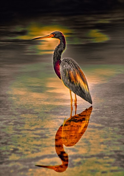 Sunset on Heron