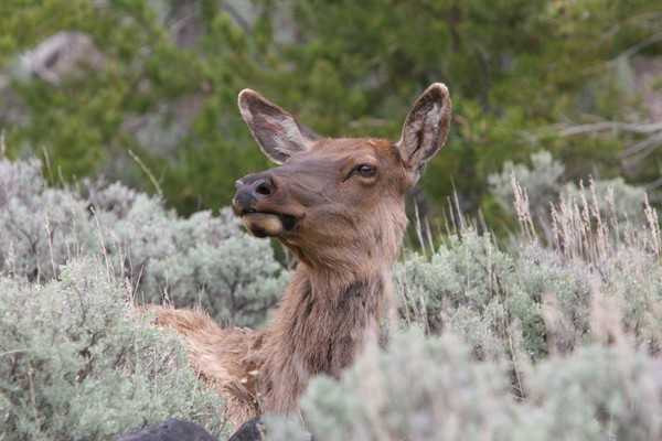 Alert Elk