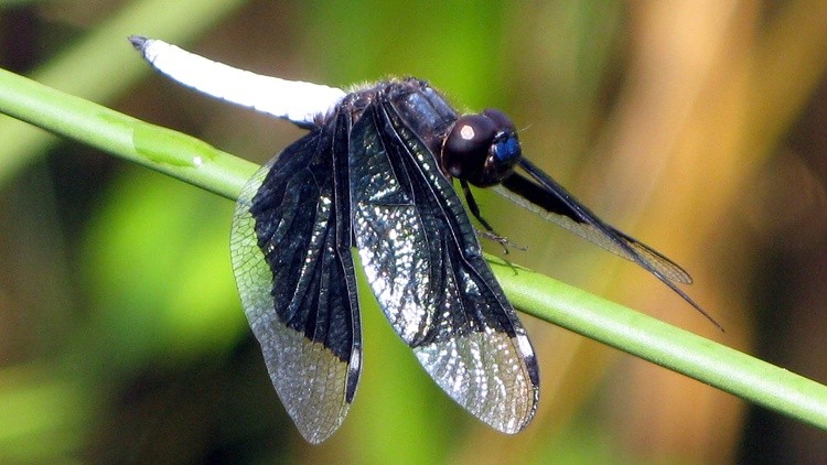 Bug001