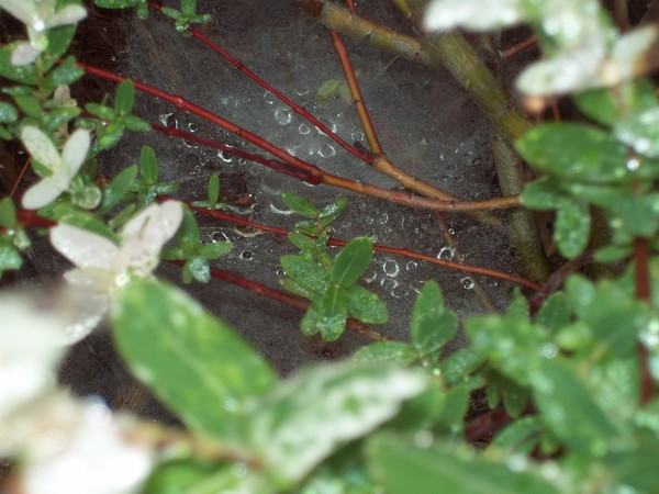Morning Dew