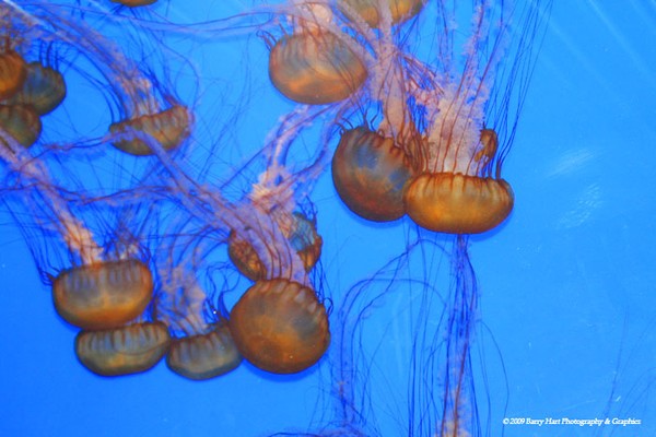 Orange Jellies