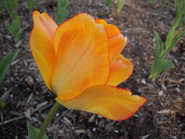 Sherwood Tulip, Too