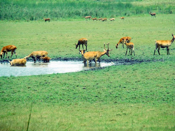 dudhwa