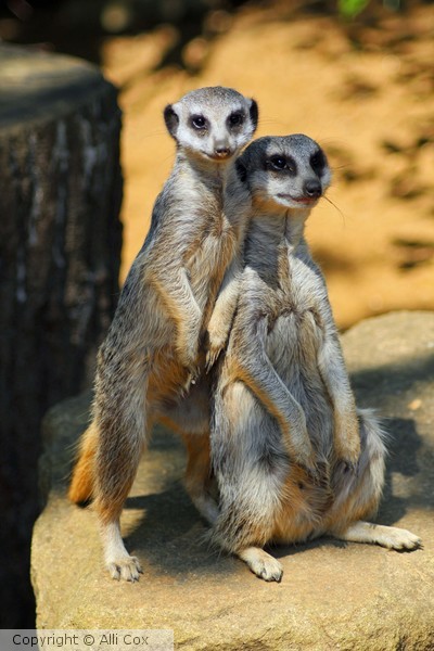 Buddies