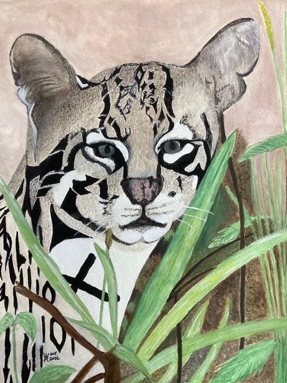 A rare South American Margay in a rain forest.