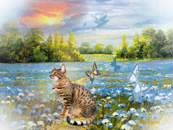 Bengal Posed in Blues