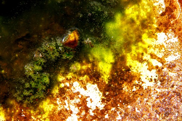Texture Nature #17