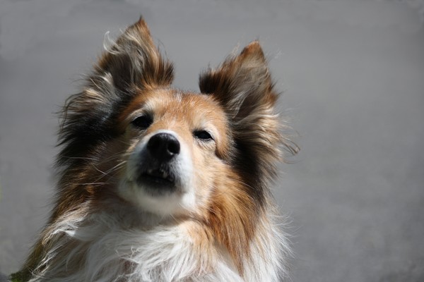 Lassie the Sheltie
