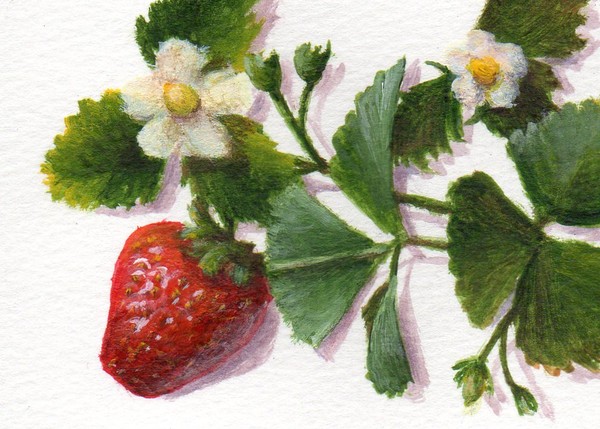 Sweet Strawberry