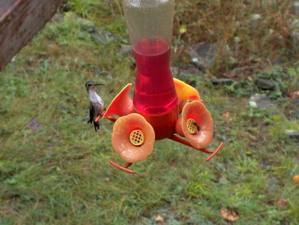 Humming Bird