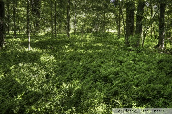 Ferns
