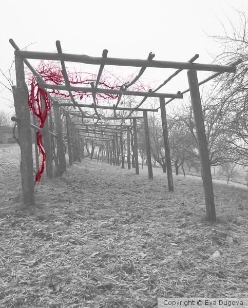 The old vineyard